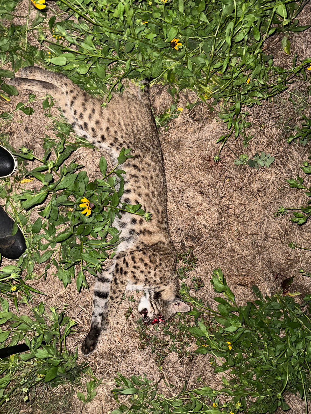 Texas Bobcat Trophy Gallery | Going Dark Outfitters